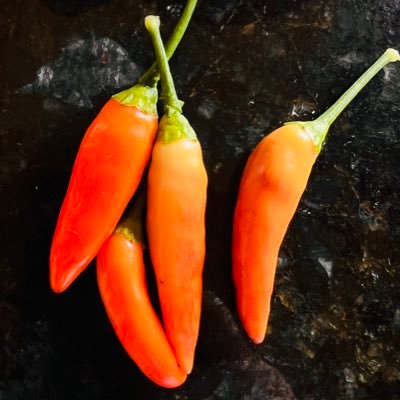 bipedaindomita's profile picture. Bipeda-no-plumifera-indomita. Siempre viajera, nunca turista. Dibujante de luz 📷 Perruna. Intentando vivir fuera de la caverna.