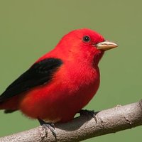 jabird (@jawoodward99) 's Twitter Profile Photo jabird (@jawoodward99) 's Twitter Profile Photo
