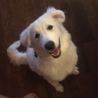 MiserableFly (@miserablefly4) 's Twitter Profile