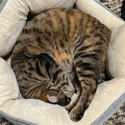 nekowokae3's profile picture. 猫と爬虫類が好きないいと思ったものにいいねしまくる民。成人済、 腐、とうらぶ、放サモ、ラブヒロ、スクスト(ハヅキ推し)、ガンプラ、モンハン、ポケ、現状の生成AIには反対、台湾加油、天安門事件打倒習近平