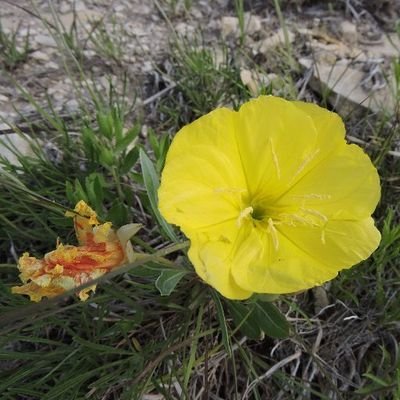 brownhk's profile picture. Expat Yank now living in Oz. Bird watcher. Sailor. Politics tragic. #ClimateEmergency

@aussieyank.bsky.social