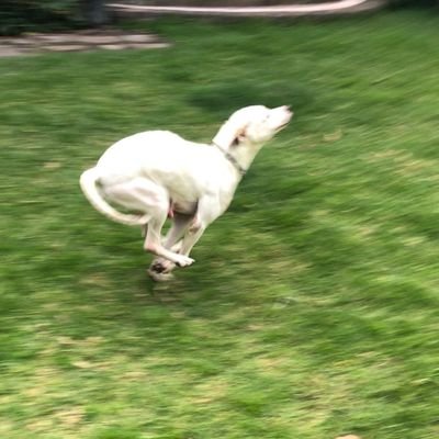 Cuenta apoyo para rescates, campañas de esterilización y adopciones. Mi casa es hogar temporal para perros gatos en la CDMX y se los consiente mucho 😍
