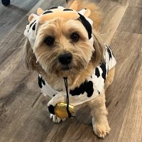 MintedPuppy (@mintedpuppy) 's Twitter Profile