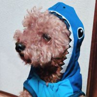 乃 (@umeirononanami) Twitter profile photo