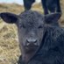 The Rancher (@thesodakrancher) Twitter profile photo The Rancher (@thesodakrancher) Twitter profile photo