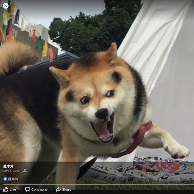 MaxLusenior's profile picture. an Taiwanese.