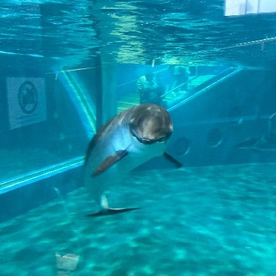 2024.8.28 38w4d 予定日9/7→逆子で8/29帝王切開予定→ベビの心拍下がったため8/28緊急帝王切開で誕生🐣