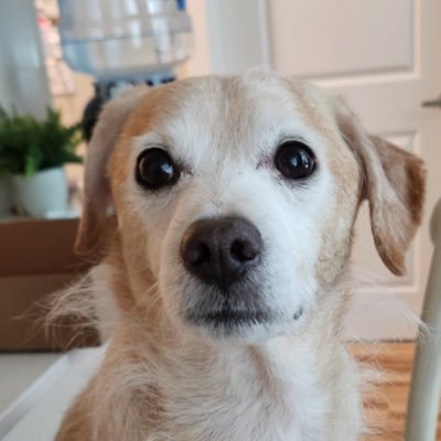 quietnerd's profile picture. Yeshua = King 👑