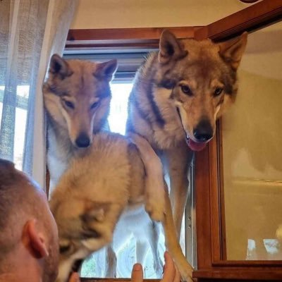 hollerhowler's profile picture. 21 butch 5.26.20. were/coyote in the flesh ☉∇ ΘΔ