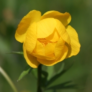 zereSC2's profile picture. TLPD grunt -- Keeping track of ESPORTS -- Mostly drunk -- Praise the elephant.