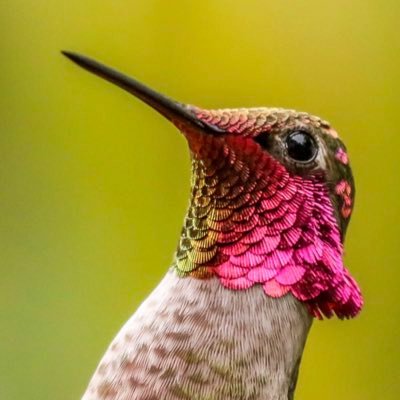 What do YOU find interesting? 🦋🦜 Hobbyist nature photographer in CA. More hummingbird photos under Highlights. Independent 🇺🇸