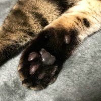 mkk! (@mkk_cats) 's Twitter Profile