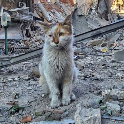 suj3011's profile picture. Aashiq e Rasool ﷺ 💚