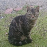 ピンストライプカモメ⊿⚽⚾🐱 (@kamomeda_kamome) 's Twitter Profile Photo