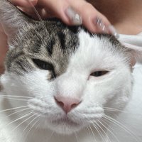 カナデさん (@kanadechan0807) 's Twitter Profile
