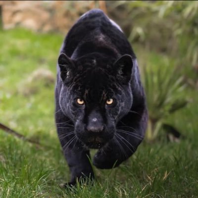 TigerLionJaguar's profile picture. Foaled in March