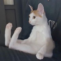KeiSXIXth (@s000k000s) 's Twitter Profile Photo KeiSXIXth (@s000k000s) 's Twitter Profile Photo