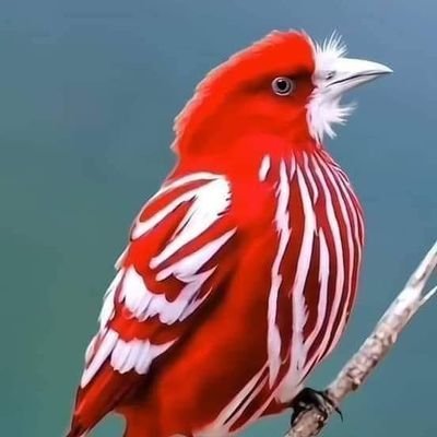 احبك ياوطني أرضا وشعبا ❣️❣️احبك انت إيمانا وفرضا