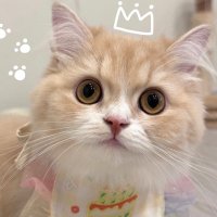 しろくん🐈🎀 (@sirokun90e) 's Twitter Profile