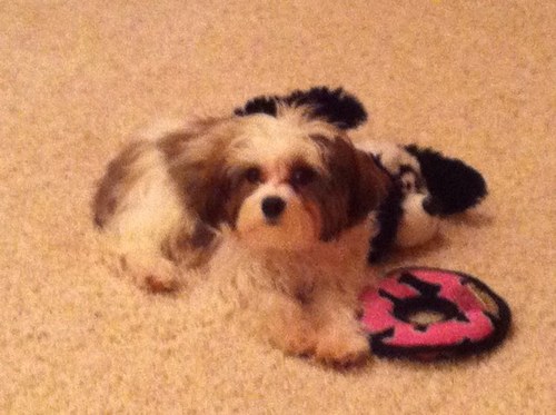 hobbit0506's profile picture. 