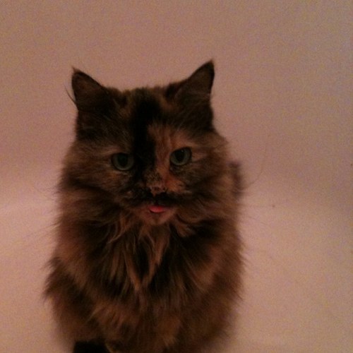 Catwoman1974's profile picture. 