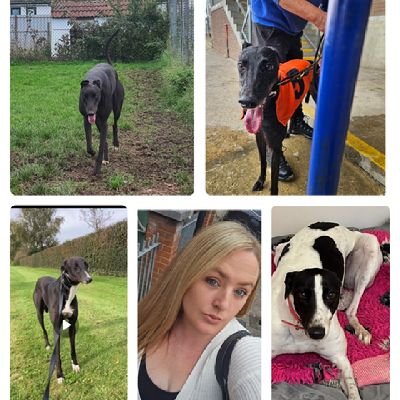 Ex rye House greyhound trainer. ballymac meg, skylars dream, gingers tina, skylars vision, crossfield Niall, mucho macho jess, batman's gift, & more ❤️