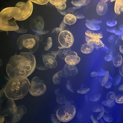 di_zheng_____'s profile picture. 