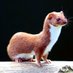 Grimweasel (@habbadeehabbada) Twitter profile photo Grimweasel (@habbadeehabbada) Twitter profile photo
