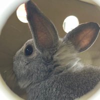 うさささ (@lopcarrot) Twitter profile photo