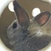 うさささ (@lopcarrot) Twitter profile photo うさささ (@lopcarrot) Twitter profile photo