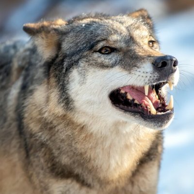 rasmatasma's profile picture. Just a man privileged to be an American... Trying each day to be better than I was yesterday. My oath does not expire in this Good vs. Evil saga. Help us Lord!