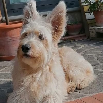 Monimaz1's profile picture. La libertà è una cosa fragile e non è mai a più di una generazione dall'estinzione. Non è nostra per eredità; deve essere combattuta e difesa costantemente
R. R