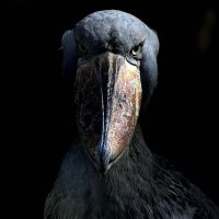 FinX (@fin_4x) 's Twitter Profile