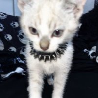 lil d4rk (@mnmxrtn) 's Twitter Profile