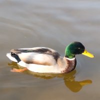 randomguy27041 (@randomguy27041) 's Twitter Profile