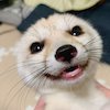 qeaml (@qeamlbackup) 's Twitter Profile