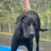 un gran danés con Ph.D, M.Sc (@tobygreatdane) Twitter profile photo un gran danés con Ph.D, M.Sc (@tobygreatdane) Twitter profile photo