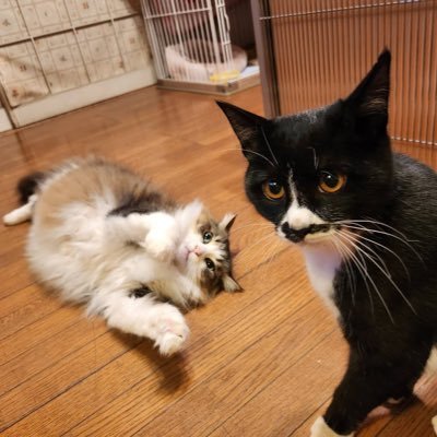 tokitime9's profile picture. ひっとをうつけどばんともするよ