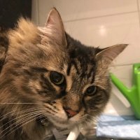 MinariaSmash (@minariasmash) 's Twitter Profile