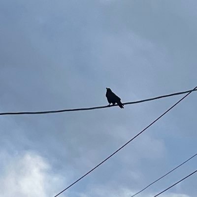 usagi_5000piki's profile picture. あぐらがかけません