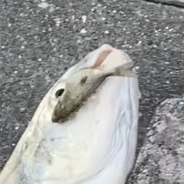 魚ｯｯｯ(叫び声)さんのプロフィール画像