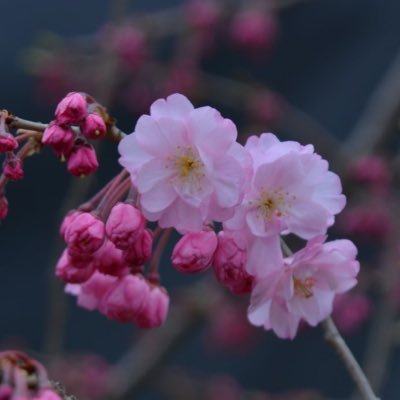 happykeiko573's profile picture. 関取や幕下以下も幅広く応援👀💭/照ノ富士親方❤️‍🔥/尊富士くん・若元春関・石崎兄弟