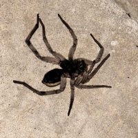 Macho_M4n (@relaspeman14) 's Twitter Profile