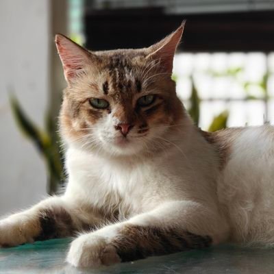 ayedd185's profile picture. Cannabis Advisor | 
A successful stoner your parents told you didn't exist |
DNA 🧬 |

#ayedd18
#taketheriskorlosethechance