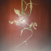 creatingmantis (@creatingmantis) 's Twitter Profile