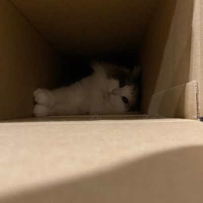 1null4null's profile picture. TechnicalDirector / Freelance