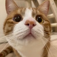 花好き (@yoomayy1714) 's Twitter Profile