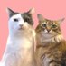 おにぎり山と栗まんじゅう【猫】〜Onigiri and Kuri cats〜 (@onigiri_kuri) Twitter profile photo おにぎり山と栗まんじゅう【猫】〜Onigiri and Kuri cats〜 (@onigiri_kuri) Twitter profile photo