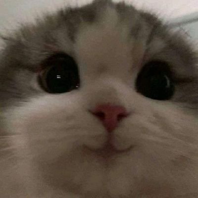 _servererror404's profile picture. cita-cita: jadi kucing