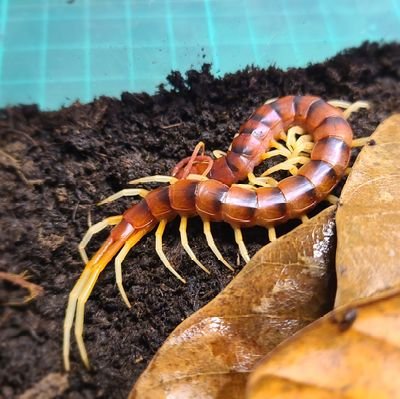 FA1C0N_90's profile picture. 台灣人
  ヘブバン/逆転/音ゲー/FPS/奇蟲/旧車2025/08/26 グラストラッカービックボーイ納車

         #うみたき #はやここ #ナルマヨ #wenclair